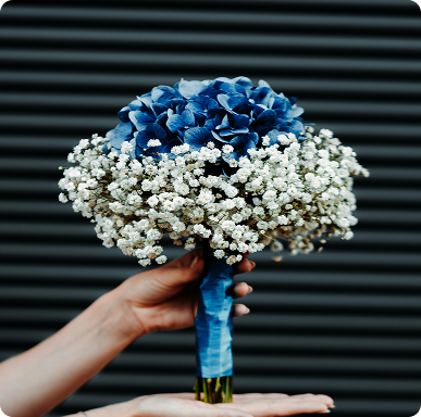 Hydrangea 1